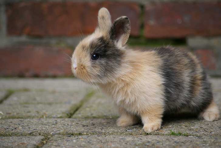 うさぎが与えてくれる癒し ハピマガ 癒し効果で幸せに
