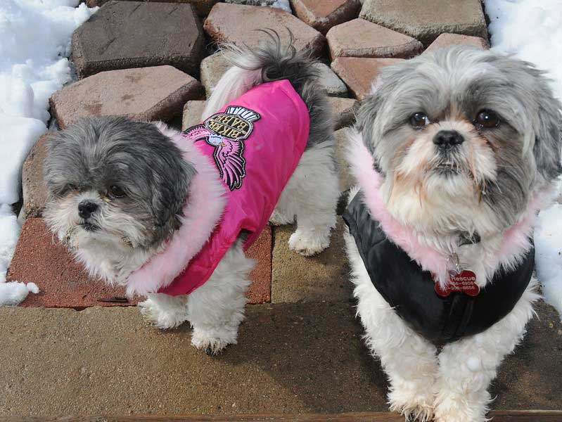 犬 シーズー と癒し ハピマガ 癒し効果で幸せに