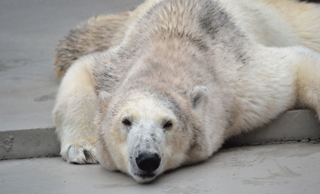 北極に生息するどうぶつ達で癒されよう ハピマガ 癒し効果で幸せに